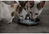 Непереносимость кошками лактозы объяснили