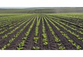Agro SZM este a doua cea mai mare întreprindere agricolă din Moldova în ceea ce privește suprafața agricolă, cu un indicator de 13,4 mii de hectare.