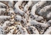 Oamenii, învinși de furnici la testul labirintului. Un studiu arată că insectele sunt capabile să colaboreze mai bine
