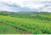 Seceta cruntă din Spania arată că în lipsa apei agricultura trebuie să se adapteze şi să se modernizeze