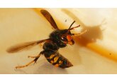 Record number of Asian hornet sightings in UK - as report highlights huge worldwide cost of invasive species