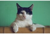 Выявлена основная причина одомашнивания кошек