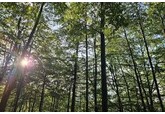 Cum a fost folosit AI-ul pentru a afla la ce oră cântă păsările pădurii