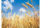 Ieftinirea grâului anunţă o scădere în continuare a inflaţiei alimentare la nivel mondial