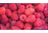 Moldova has increased raspberry exports by almost 42% over the year - up to 1,004 tons
