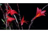 Kew Gardens names mysterious plants and fungi new to science