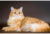 Научитесь строить глазки: как наладить отношения с котом
