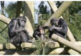 У человекообразных обезьян нашли чувство юмора