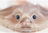 На гигантской подводной горе обнаружили неизвестные виды организмов