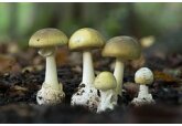 Обнаружено противоядие при отравлении самым смертоносным грибом в мире