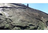 World&#039;s earliest fossilised forest discovered in Minehead, Somerset