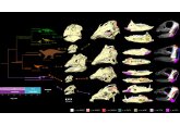 &#039;Surprising variation&#039; in how plant-eating dinosaurs ate their food