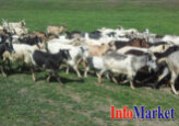 Ministerul Agriculturii din Moldova va implementa cele mai înalte standarde în zootehnie pentru creșterea ovinelor de lapte după exemplul Spaniei