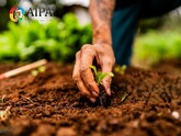 Săptămâna trecută (11-15 august), AIPA a aprobat transferul către agricultori ai subvențiilor în valoare de 9,66 milioane de lei 
