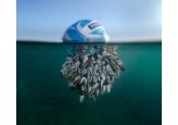 A ball of barnacles wins wildlife photo award
