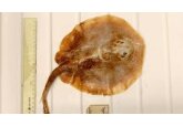 The marine fish driven to extinction by humans