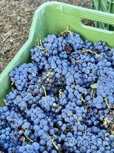 După aproape 2.000 de ani, prima recoltă de struguri la Pompei. Urmează vinul