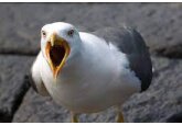 Noisy nuisance or natural wonder? Why there&#039;s no easy answer to seagulls
