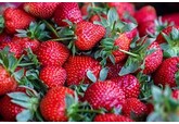 Врач предупредила об опасности красивой клубники