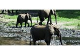 Migrating species crucial to planet under threat, says UN