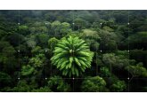 AI helping find &#039;world&#039;s loneliest plant&#039; a partner