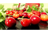 Marea Britanie a eliminat toate taxele de import și contingentele tarifare rămase pentru șapte tipuri de produse agricole din Moldova