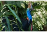 Singurul animal de care se tem australienii. Nu e un șarpe veninos, nu e câinele dingo, e o pasăre. „Dacă-l întâlniți, primul lucru este să vă puneți mâinile la spate”