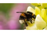 Bee-harming neonicotinoid use &quot;makes a mockery&quot; of ban
