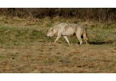 Scientists propose rewilding the American West by reintroducing grey wolves and beavers