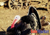 World Organization for Animal Health evaluates the efficiency of the ANSA veterinary service  