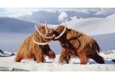 Mai aproape de clonare? Oamenii de știință au reconstruit genomul unui mamut lânos