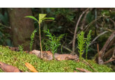 World record broken for living thing with most DNA