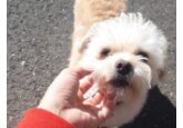 Cea mai simplă şi sigură metodă care ajută creierul şi corpul în situaţii de stres, AVC, traumatism cerebral şi infecţii 