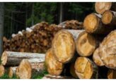În regiunea transnistreană, se introduce o taxă vamală de reglementare a exportului pentru lemnul nedespicat