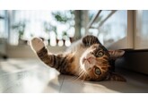 Cum îți poți face pisica de apartament mai fericită și mai sănătoasă. Opt metode recomandate de specialiști