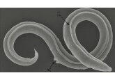 Ancient worms revived after 46,000 years