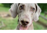 Dogs might be able to &#039;see&#039; with their noses, a new study suggests