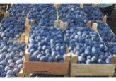 Moldovan plums and grapes are widely represented on the shelves of Estonian supermarkets
