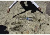 Descoperire unică în lumea științei. Urme de dinozauri încep în Brazilia și continuă în Camerun