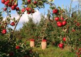 MAIA: Proiectul ”Livada Moldovei” prevede acordarea creditelor avantajoase pentru agricultori pentru dezvoltarea creșterii animalelor și a producției de cereale, în valoare totală de 28 de milioane de euro  