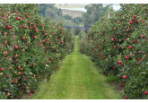 Politica de stat în horticultură va intra în responsabilitatea Oficiului de Horticultură urmând să fie creat și un fond pentru dezvoltarea acestui sector.