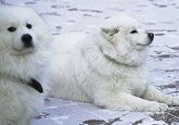 Раскрыта история происхождения сибирских собак