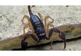 Veninul unui scorpion puțin cunoscut ar putea rezolva o mare problemă din spitale