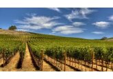 Germania – Viticultorii anunţă cea mai mică recoltă de struguri din ultimii şapte ani