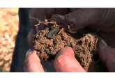 The &#039;black gold&#039; that could help fight climate change for centuries to come