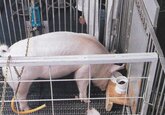 Ученых ошеломили умственные способности свиней