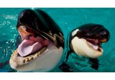 Toothed whales use their nose to produce the loudest sounds, scientists say