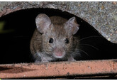 В пустынях Ближнего Востока обнаружили нестареющих мышей