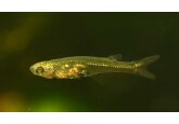 Gills Aloud? Tiny fish found making very big noise