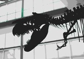 Putea T. rex să înoate? Descoperiri despre enigmatica creatură